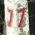 Number 7 photo